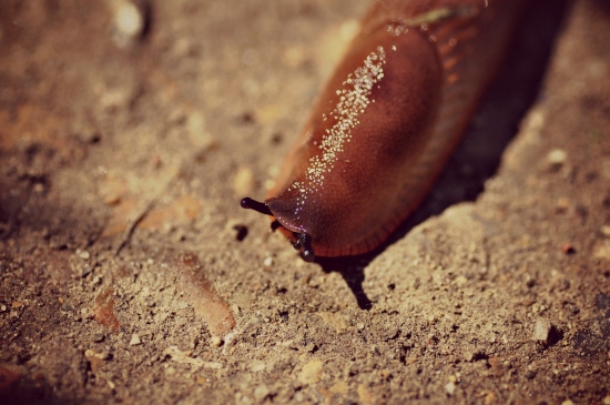 macro photography brown slug