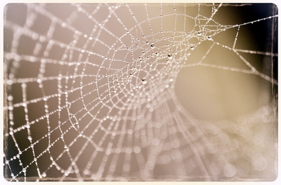 macro photography spiders web