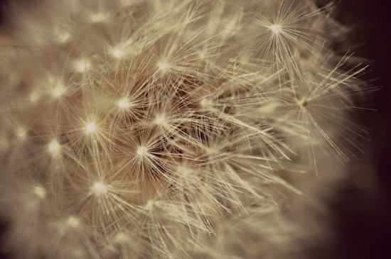 dandelion make a wish