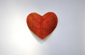 heart leaf