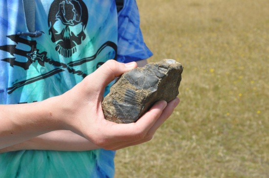 A hand holding a rock with visible fossils